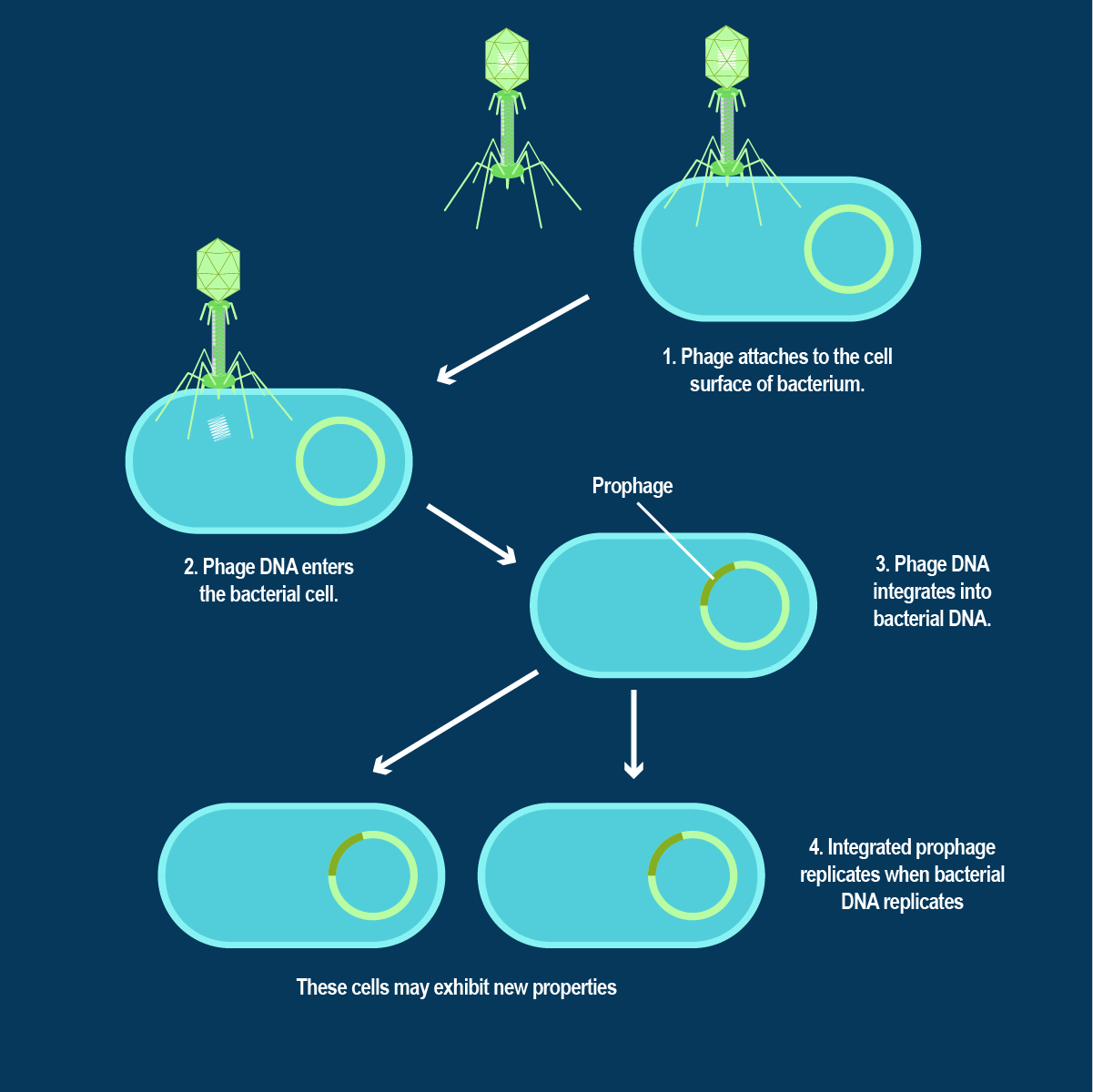 <ul><li><p>Only <strong>2 steps</strong>:</p><ul><li><p>Attachment</p></li><li><p>Entry</p></li></ul></li><li><p>After entry, there is <strong>NO synthesis</strong></p><ul><li><p>Phage DNA integrates into the bacterial chromosome called a <strong><u>prophage*</u> </strong></p><ul><li><p>Dormant/inactive</p></li></ul></li><li><p>The bacterium carrying the prophage is a lysogen. The prophage is replicated along with the bacteria’s DNA during cell division. Doesn’t kill the bacteria.</p></li><li><p><strong>Induction</strong> - Occurs occasionally when environmental factors trigger the excision of DNA, starting the <u>lytic cycle</u></p></li></ul></li></ul><p></p>