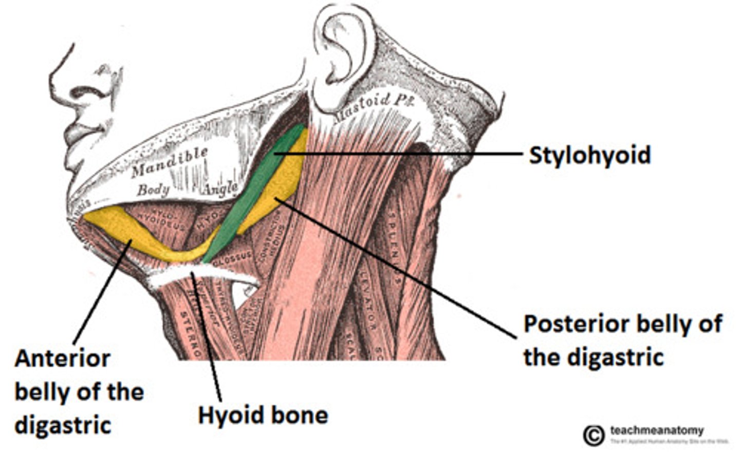 <p>depresses mandible, elevates hyoid</p>