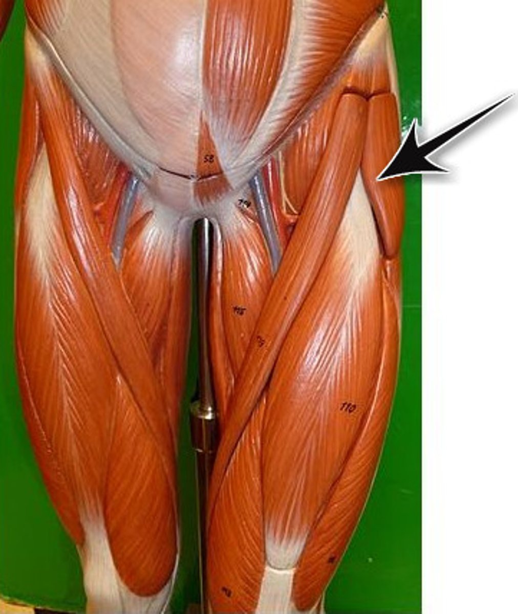 <p>-fan shaped muscle</p><p>-inserts- fascia lata</p><p>-origin-ilium</p><p>-function: tense the fasia lata and extends the thigh</p>
