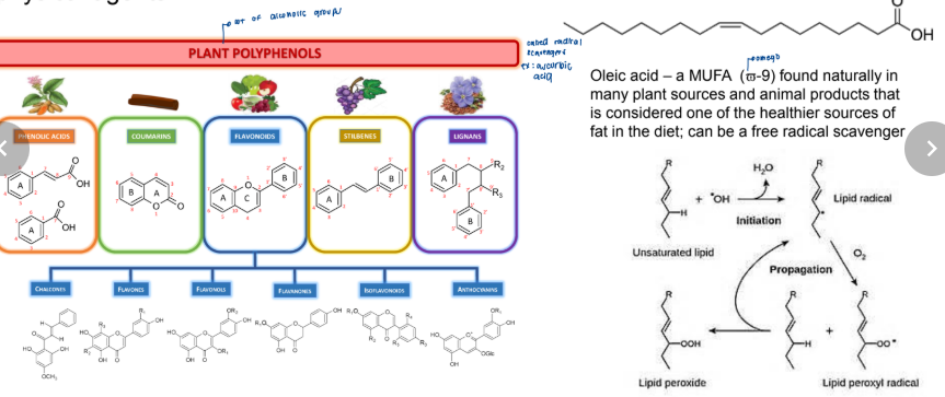 <p>decrease the frequency of mutations and inhibit the mutagenic effect of chemical or physical agents</p>