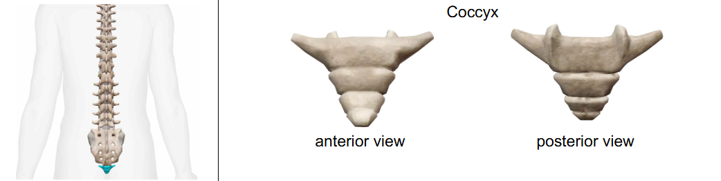<p>What Vertebra?</p>