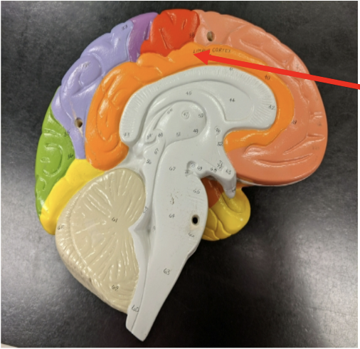 <p>label the structures the arrows are pointing to.</p>