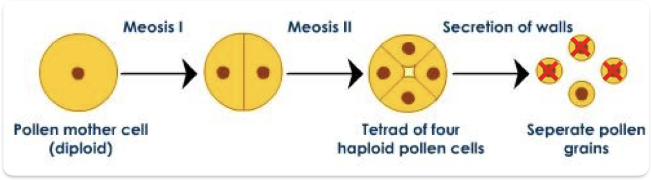 <p>How are female gametes produced </p>