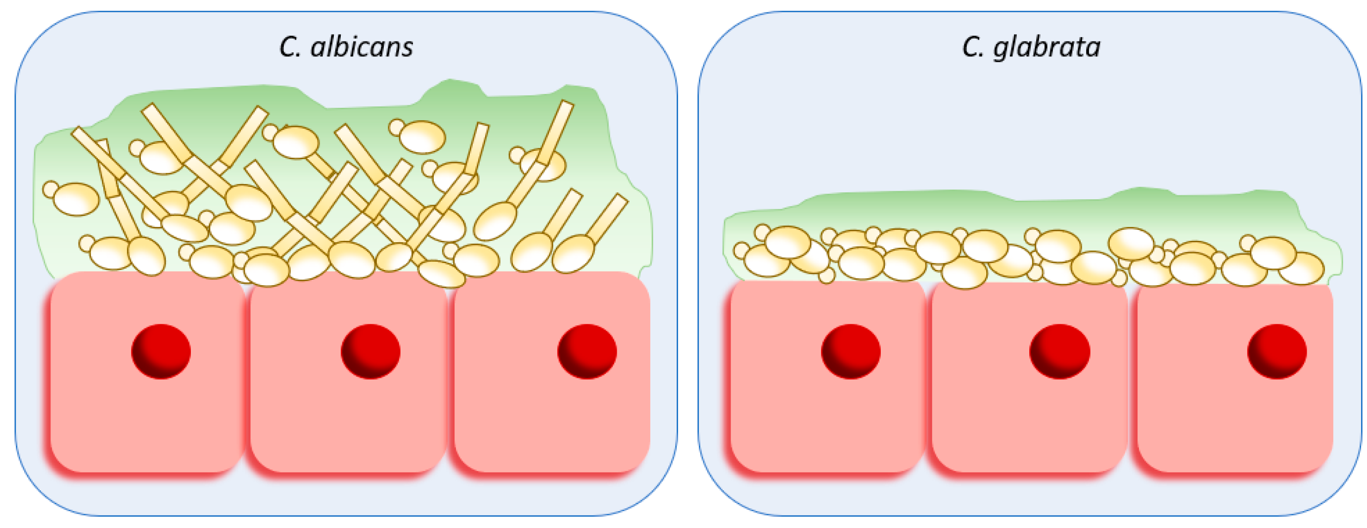 <p>What is the 2nd most common Candida after albicans?</p>