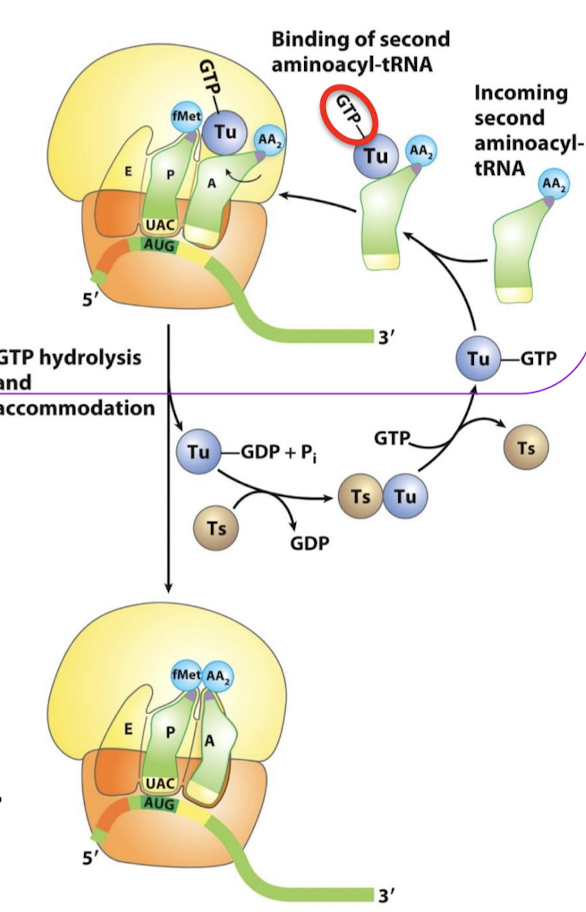 <p>Does NOT interact with fMet-tRNAf. Met-tRNA<sub>m</sub> does bind to EF-Tu like all other aminoacyl-tRNAs.</p>