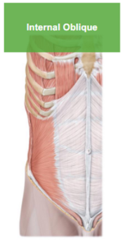 <p>Describe the Internal Oblique </p>