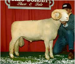 Origin: England, Traits: carcass quality, milking ability, and fertility