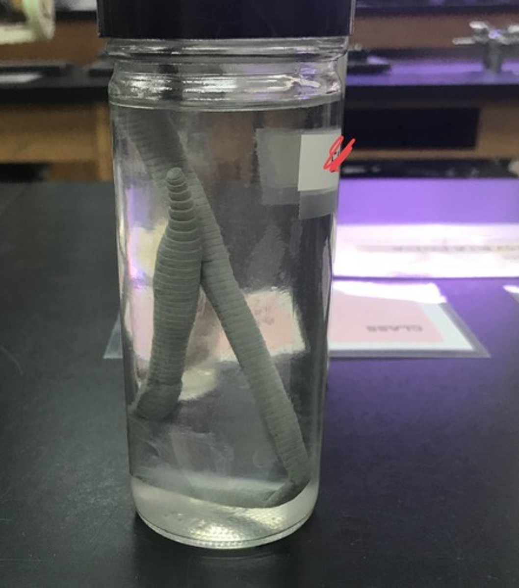 <p>For the following specimen(s), give the entire taxonomy and the name of the specimen(s)</p>
