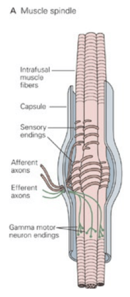 <p>Detect change in muscle length and velocity</p>
