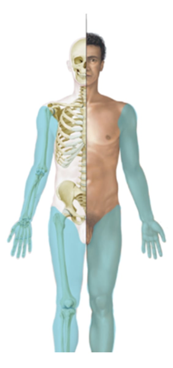 <p>Includes limbs or appendages that attach to the axis</p>