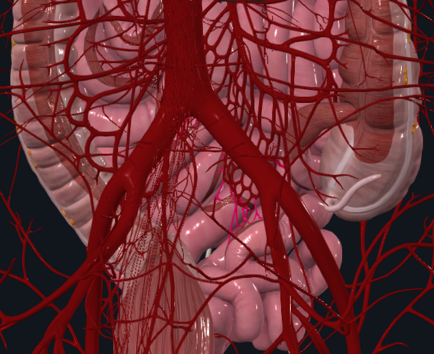 <p>What is highlighted in pink</p>