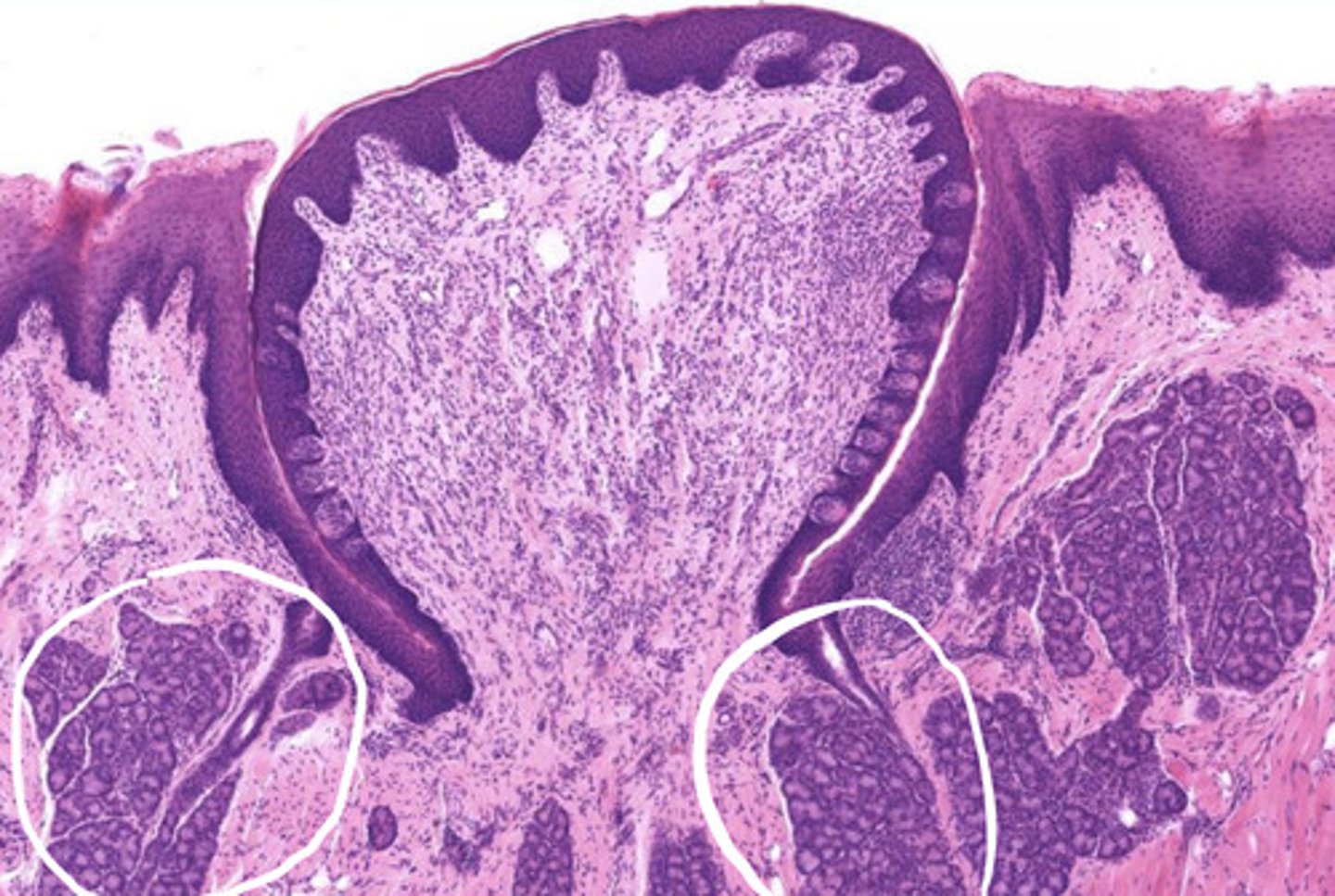 <p>secretes watery fluid into the sulcus of the taste bud to flush it so we can taste</p><p>- these are Ebner's glands</p>