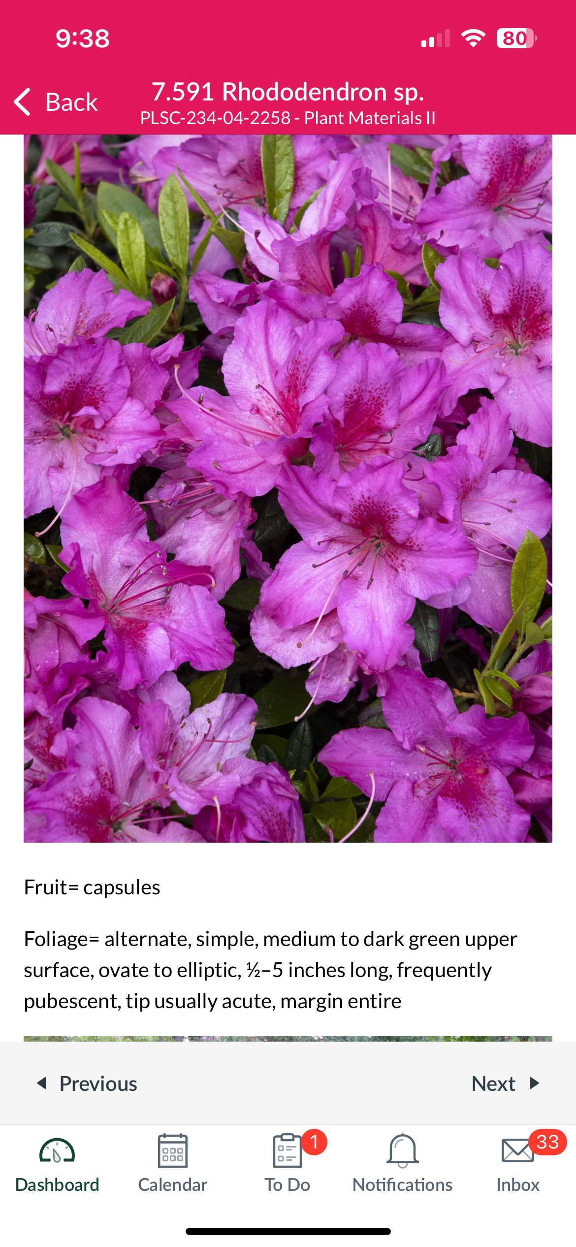 <p>Rhododendron sp. </p>