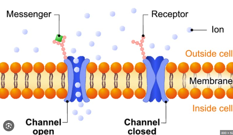 <p>One of the 3 categories of membrane receptors. These are cell surface receptors that open (creating a channel) whenever a ligand binds to the channel. This allows ions to flow down their concentration gradient.</p>
