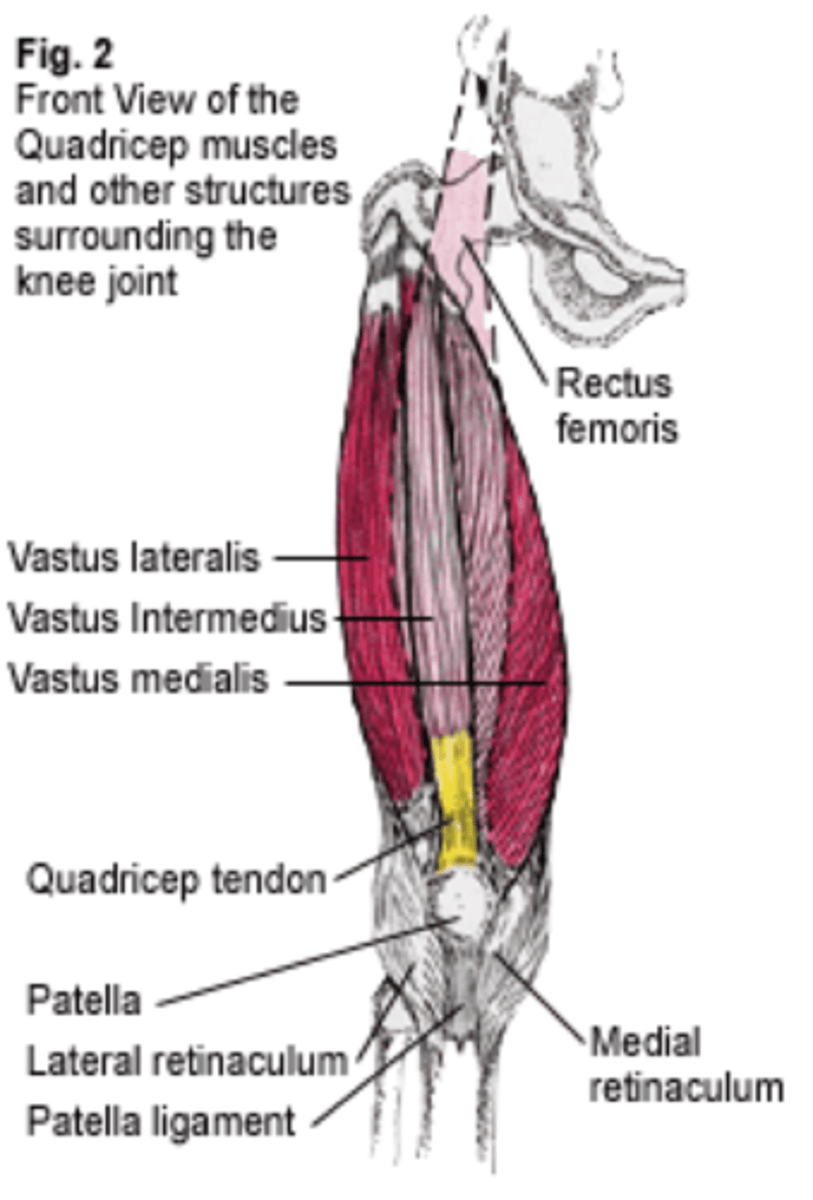 <p>holds muscles down and surrounds the patella bone</p>