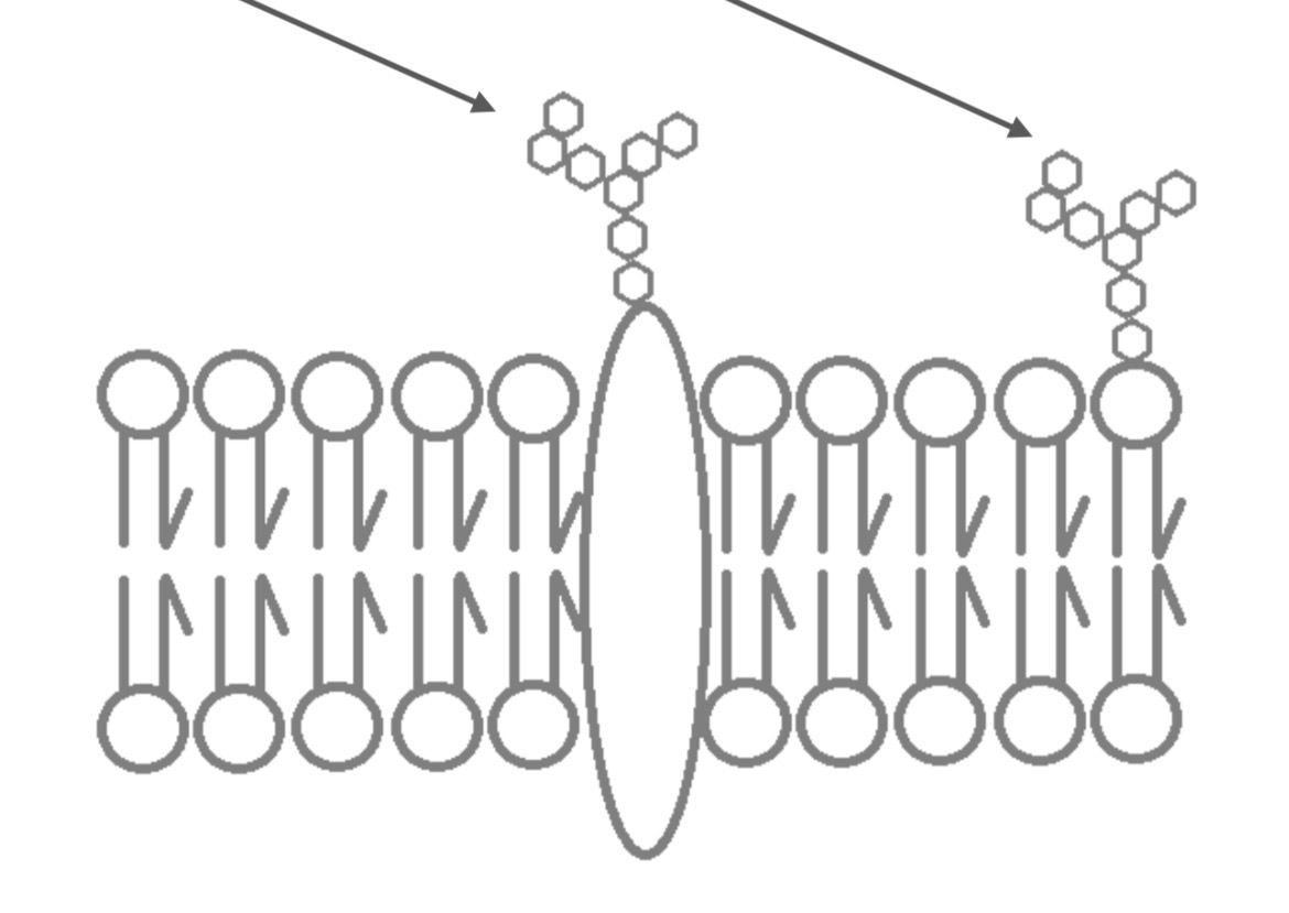<p>Glycolipids</p>