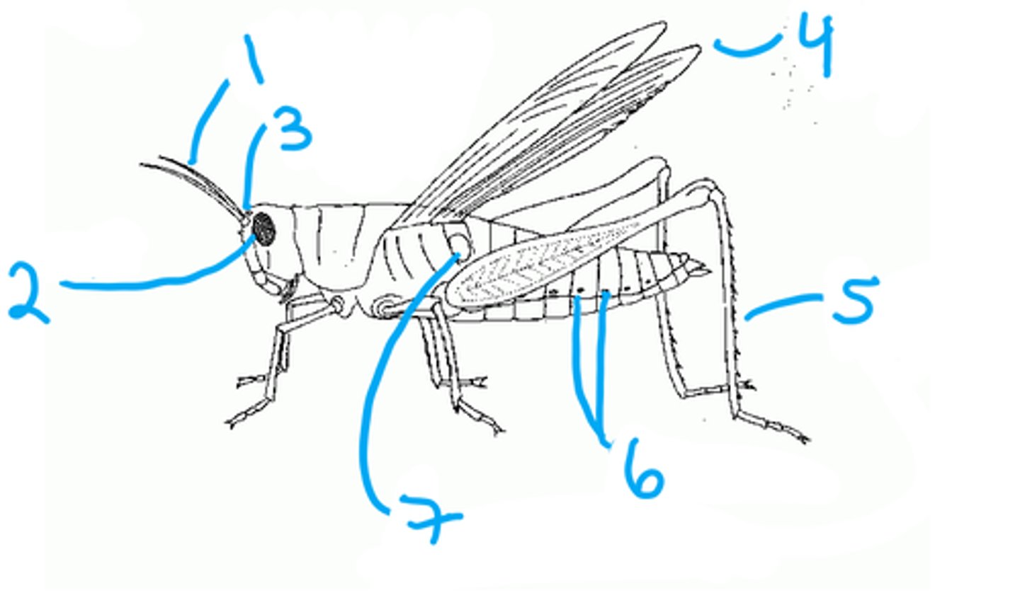 <p>compound eyes: vision</p>
