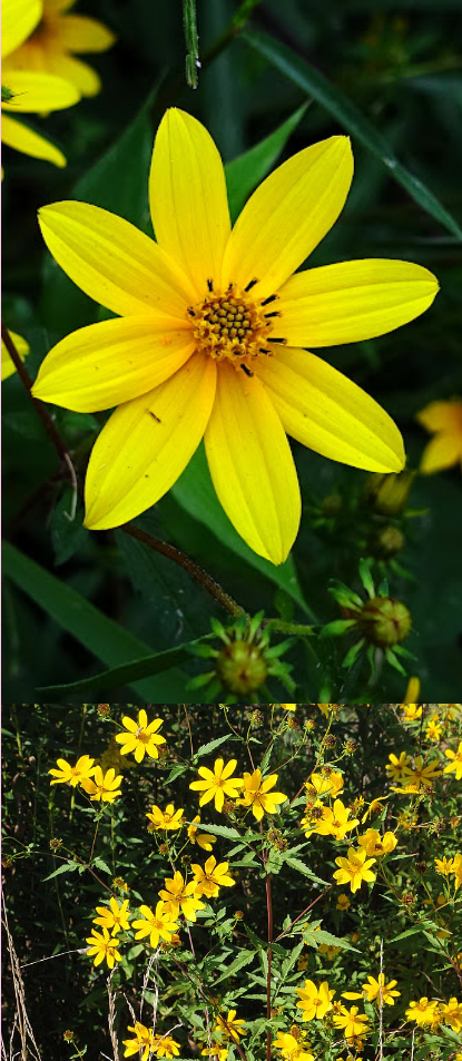 <p>This species is foraged by rabbits</p><p>true or false</p>