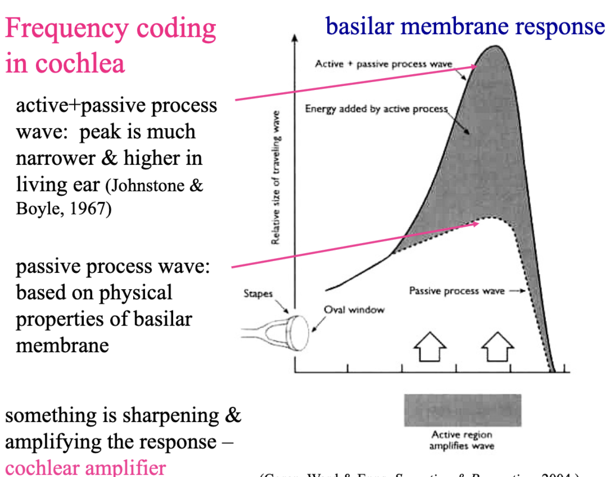 <ul><li><p><span style="background-color: transparent; font-family: &quot;Times New Roman&quot;, serif;"><strong>Active+passive process wave: </strong>peak is much narrower &amp; higher in living ear (So active + passive is more efficient in frequency coding) than just passive</span></p><ul><li><p>Active: Involve in brain filtering of sound info</p></li><li><p>Passive: just physical stimulation of basilar membrane</p></li></ul></li></ul><p></p><ul><li><p><span style="background-color: transparent; font-family: &quot;Times New Roman&quot;, serif;"><strong>Passive process wave: </strong>based on physical properties of basilar membrane</span></p></li><li><p><span style="background-color: transparent; font-family: &quot;Times New Roman&quot;, serif;">Smth is sharpening &amp; amplifying the response – cochlear amplifier</span></p></li></ul><p></p>
