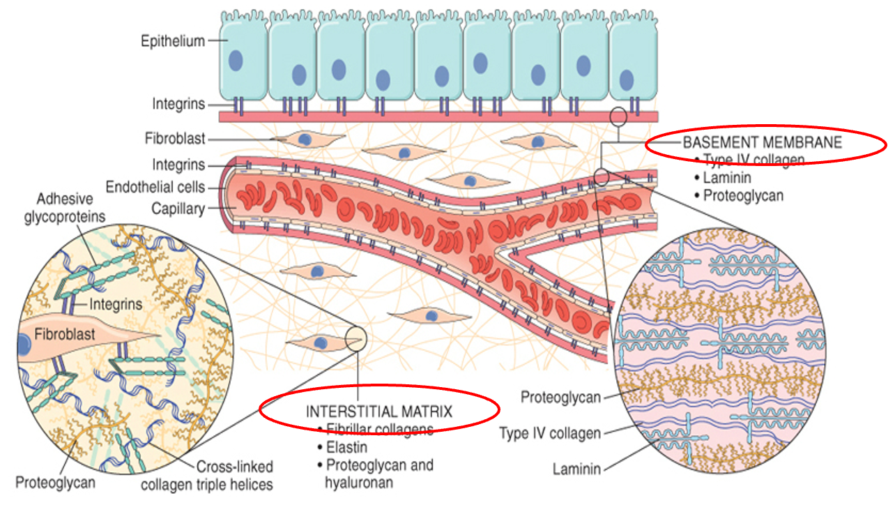 <ul><li><p>surface structure supporting tissues</p></li><li><p>holds epithelial and endothelial tissues</p></li></ul><p></p>