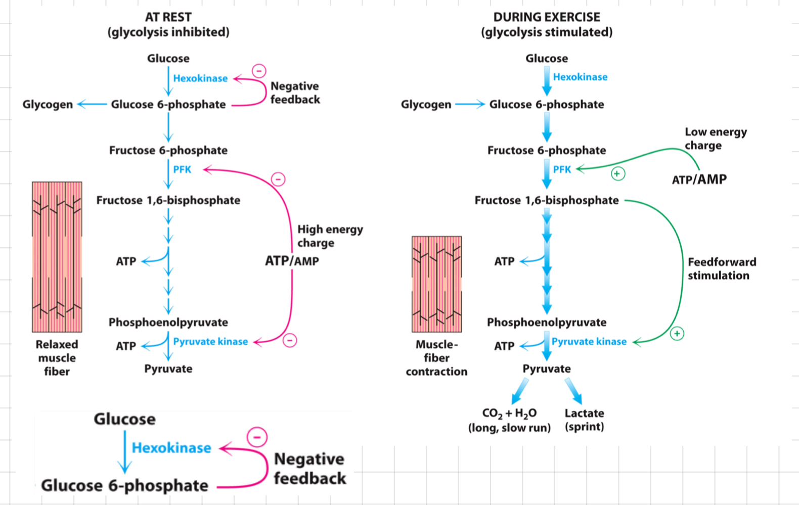 <ul><li><p>Involved in the first step of glycolysis, it catalyses glucose phosphorylation to produce <strong>glucose-6-phosphate (G6P)</strong>.</p><ul><li><p>G6P levels control the activity of <u><strong>hexokinase</strong></u> through <strong>feedback inhibition</strong>.</p></li></ul></li><li><p>In feedback inhibition, G6P acts as an allosteric inhibitor of hexokinase.</p></li><li><p>↑ G6P levels = Sufficient glucose or saturated downstream metabolic pathways.</p><p>↳ Hexokinase is inhibited → Slowing down the phosphorylation of glucose and ↓ the flux of glucose through glycolysis → ↓ Glycolysis</p></li><li><p>Prevent unnecessary accumulation of G6P and ensures that glucose is utilized efficiently.</p><ul><li><p>Prevent waste of ATP</p></li><li><p>Allow glucose to go back out of the cell</p></li></ul></li><li><p>If G6P is not used, glucose is not trapped</p></li></ul>