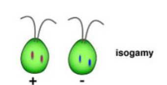 <p> “equal gametes” (ex: fungi)</p>