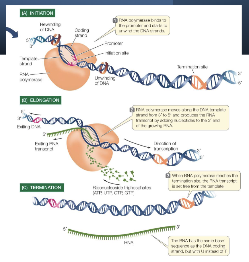 <ol><li><p>initiation - RNA polymerase binds a specific site on DNA called the <strong>promoter</strong></p><ul><li><p><strong>promoter </strong>is a sequence of DNA that is recognized by the RNA polymerase - specific to that polymerase</p></li></ul></li><li><p>elongation - RNA nucleotides are added</p></li><li><p>termination - RNA synthesis continues until RNA polymerase reaches a site called a <strong>terminator</strong></p></li></ol><p></p>