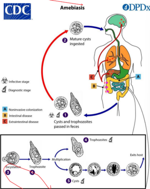 <p>(Cuối kỳ 2019) Cho hình sau, hỏi đây là chu trình con gì?</p><p></p>