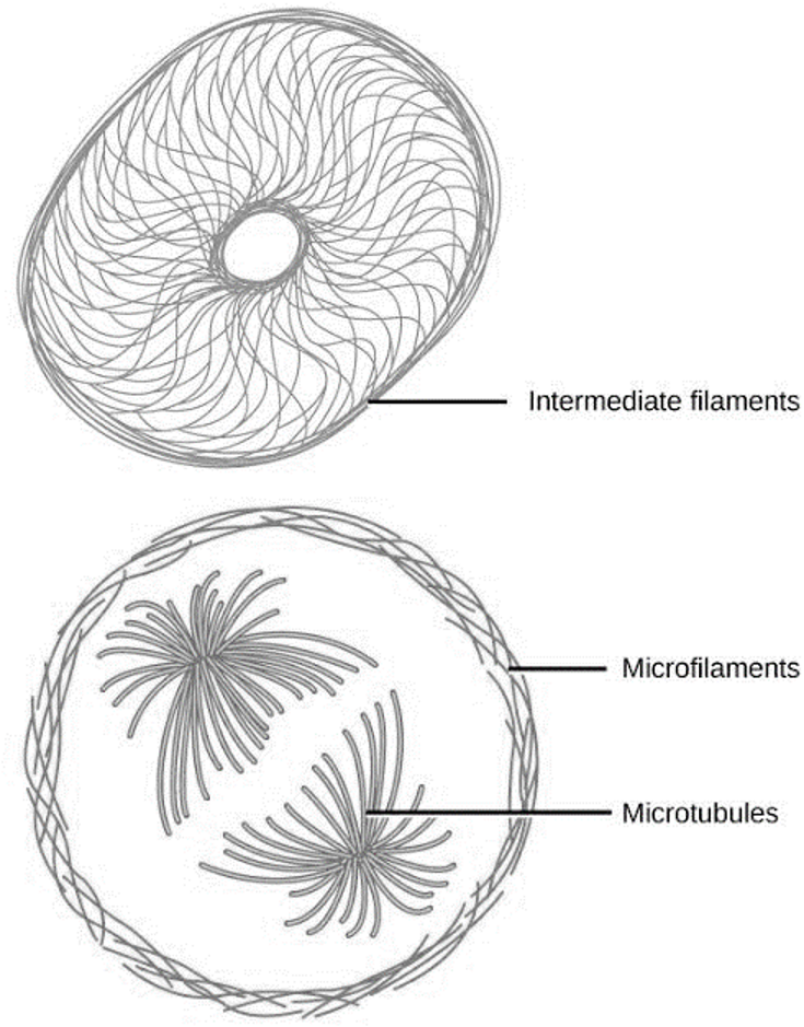<ul><li><p>microfilaments</p></li><li><p>intermediate filaments</p></li><li><p>microtubules</p></li></ul><p></p>