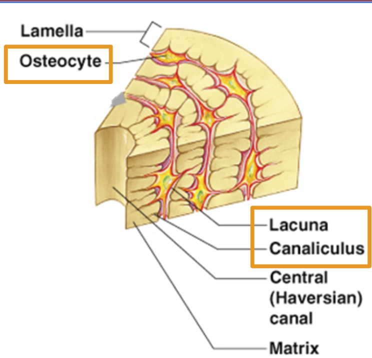 <p><span style="font-family: &quot;Trebuchet MS&quot;, sans-serif">Bone cell</span></p>