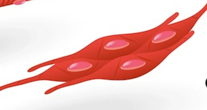 <ul><li><p>lacks striations</p></li><li><p>1 nucleus</p></li><li><p>thick/thin filaments arranged diagnolly</p></li><li><p>intermediate filaments</p></li></ul><p></p>