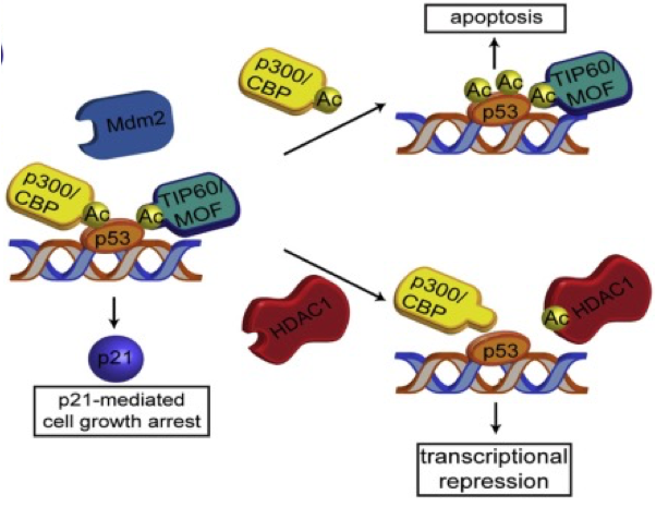 <p><span>•RNA splicing</span></p><p><span>•Nuclear transport</span></p><p><span>•Mitochondrial biology</span></p><p><span>•Chromatin remodelling</span></p><p><span>•Transcription</span></p><p style="text-align: left"><span>&nbsp;&nbsp;&nbsp; - Protein-protein interactions</span></p><p style="text-align: left"><span>&nbsp;&nbsp;&nbsp; - Protein-DNA interactions</span></p><p></p>
