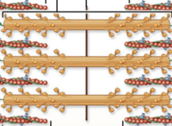 <p>contains overlapping thick and thin myofilaments </p>