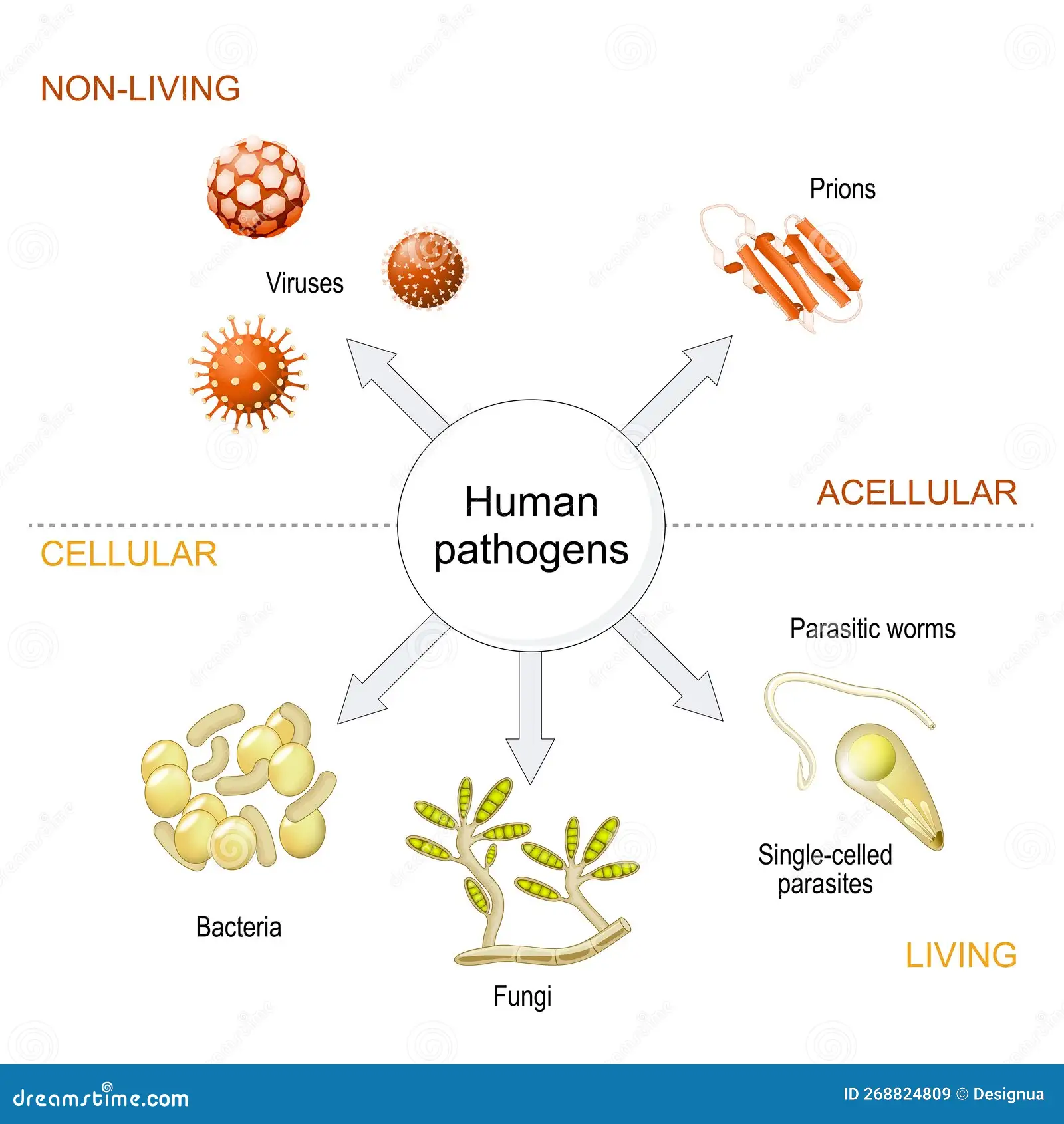 <p>Waartegen werkt het immuunsysteem behalve tegen pathogenen?</p>