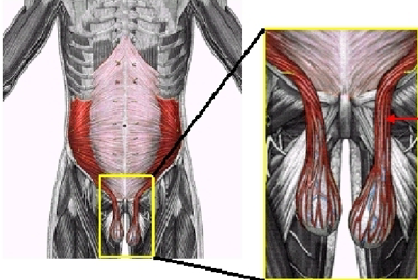 <p>What muscle is this?</p>