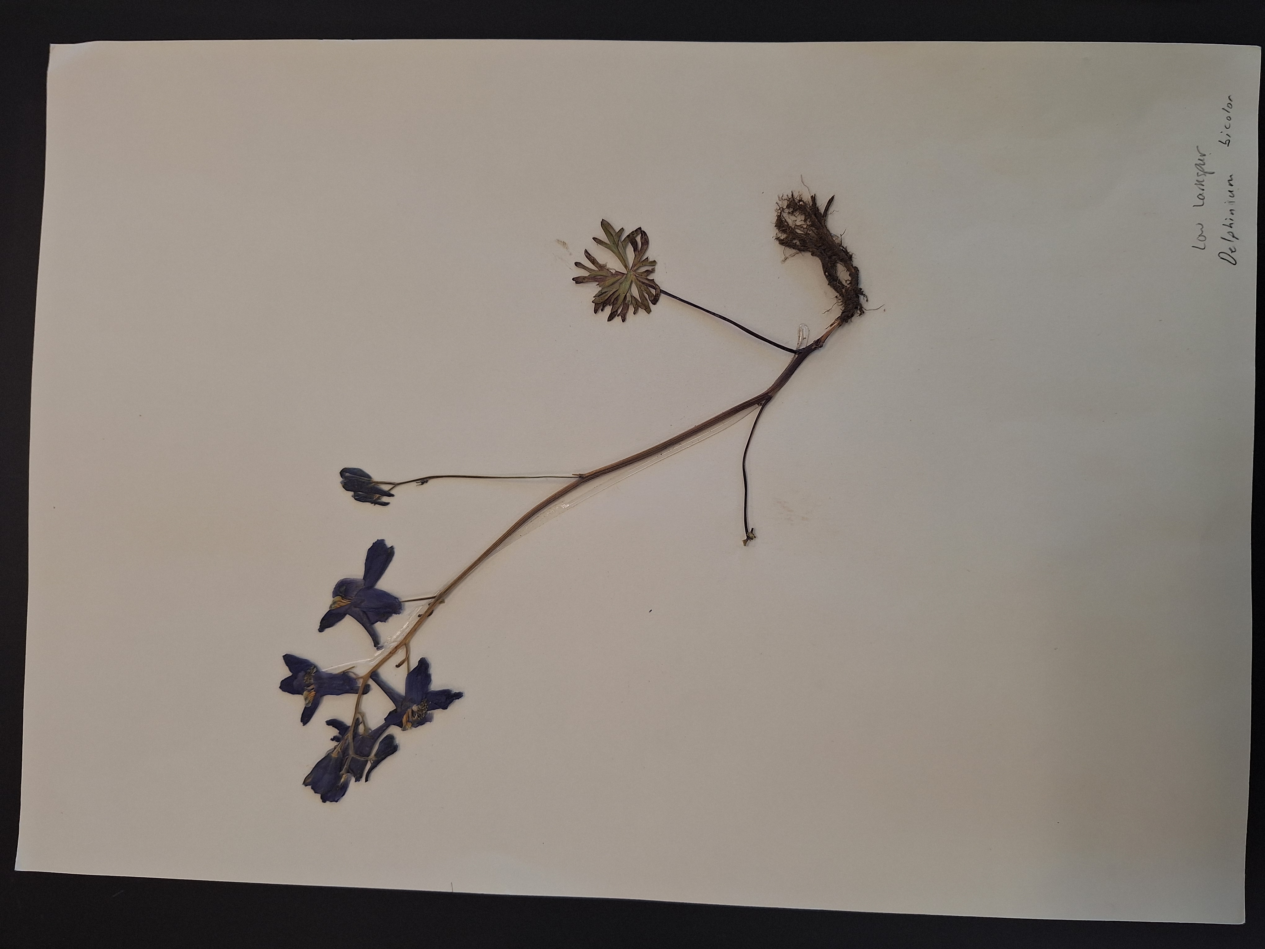 <p>What is this plant</p>