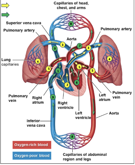 <p>Path of blood</p>