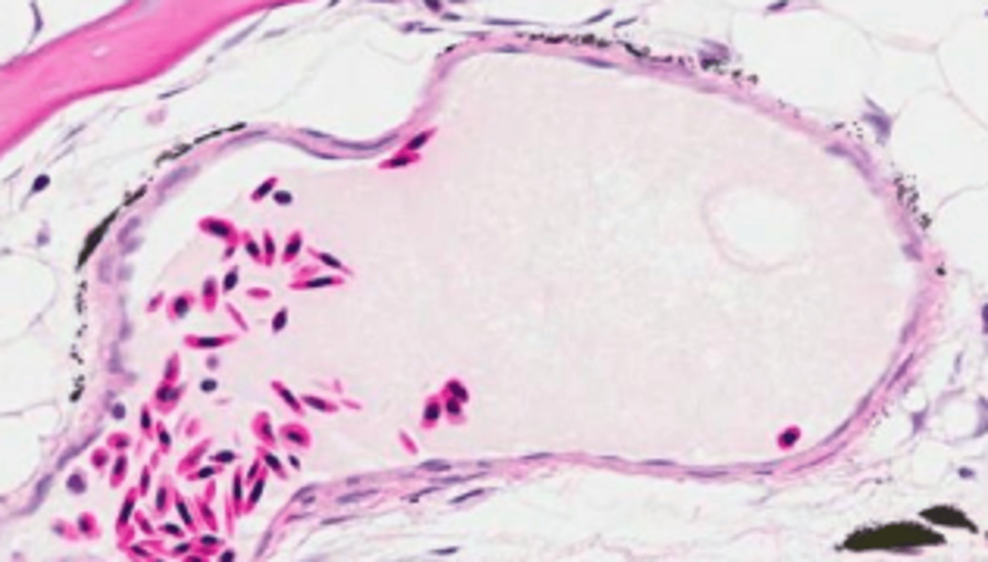<p>what structure does the image depict?</p>