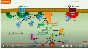 <p>usually changes on the alpha end</p><p>Gα<sub>s</sub>, Gα<sub>i</sub>, Gα<sub>q</sub>, Gα<sub>12/13</sub></p><p>Diff a subunits show selectivity with respect to receptors and secondary messenger systems with which they interact</p><p></p><p>Gα<sub>s</sub> and Gα<sub>i</sub> produce, respectively, stimulation and inhibition</p><p>of adenylyl cyclase which produces cyclic AMP. cAMP is a</p><p>secondary messenger that activates enzymes involved in many</p><p>processes including energy metabolism, cell division and</p><p>differentiation, ion transport, ion channels and contractile</p><p>proteins in smooth muscle</p><p></p><p>part of the autonomic nervous system</p>