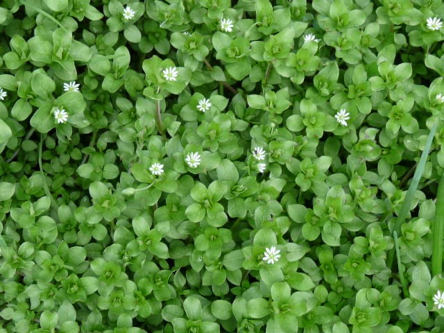 <p>Stellaria media - <strong>Caryophyllaceae</strong></p>