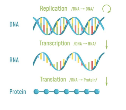 <ul><li><p>Each cell has specific instructions about which genes to express and how much of that protein to produce</p></li><li><p>Cancer cells ignore these instructions</p></li></ul>