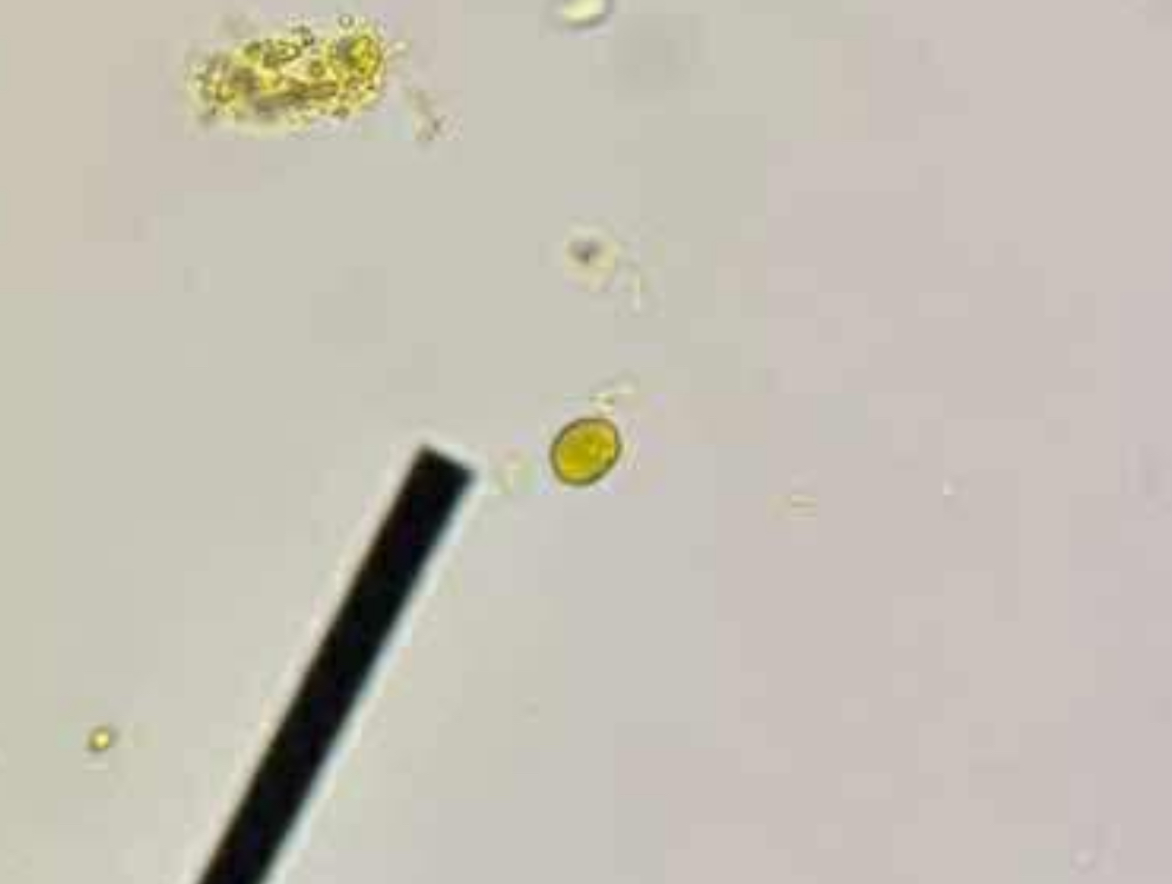 <p>A. identify the organism</p><p>B. what group does this organism belong to</p>