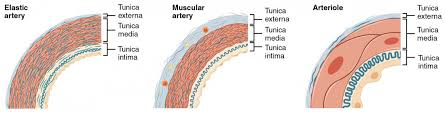<p>elastic artery, muscular artery and arterioles </p>