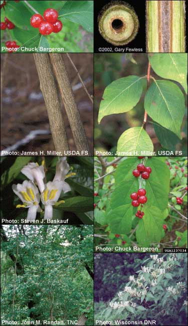 <p>simple, entire, ovate, opposite leaf</p><p>fragrant flower; fleshy fruit (red)</p><p>hollow pith and multi-stemmed </p><p>peeling (honey colored) bark</p>
