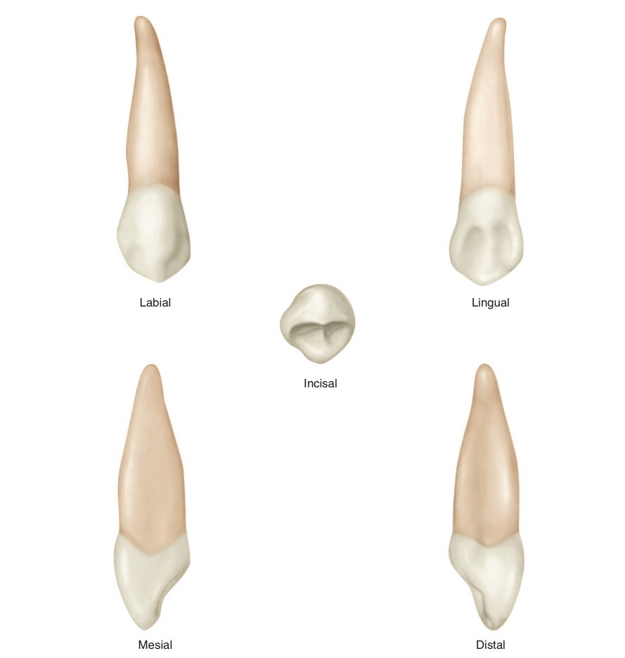 <p>What tooth number is this?</p>