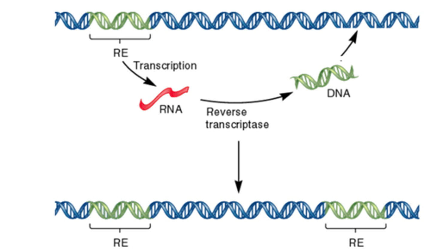 <p>actively transcribed into RNA</p>