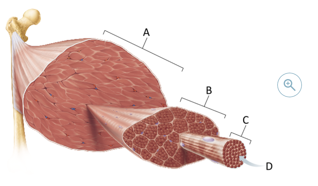 <p><span>Which of the following corresponds to a single fascicle?</span></p>