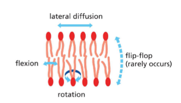 <p>(leaflet: one side of bilayer)</p><p>Phospholipids in one leaflet can</p><ul><li><p>move laterally</p></li><li><p>rotate</p></li><li><p>flex</p></li></ul><p>Rarely..</p><ul><li><p>move from one leaflet to another (flip flop) on their own </p><ul><li><p>hydrophilic head has to move through hydrophobic core</p></li><li><p>not energetically favourable</p></li></ul></li></ul><p>.</p><p>Membrane fluidity regulated to keep it consistent</p><p>Membrane has many proteins</p><p></p>