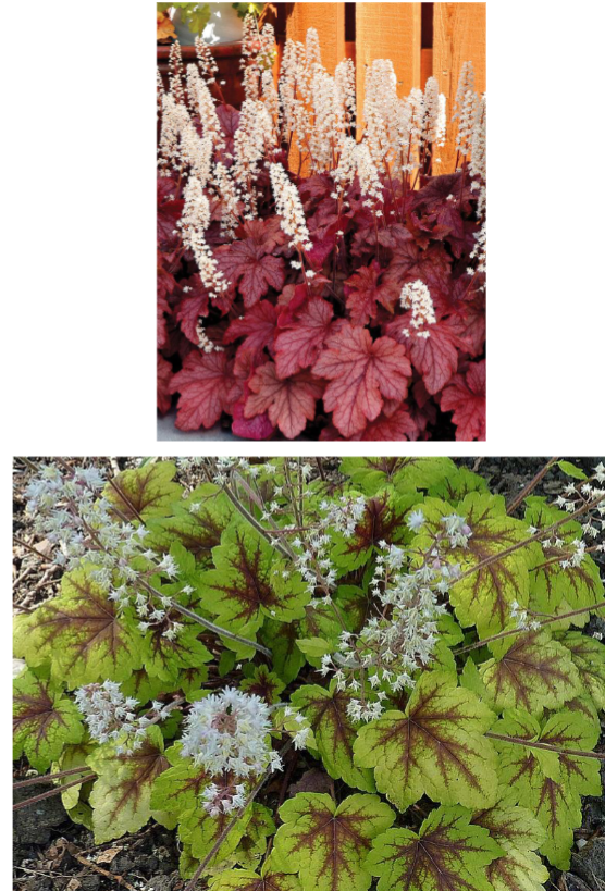 <p>Flowers: White, pink</p><p>Foliage: green, orange, yellow, silver, red</p><p>Full sun to <strong>part shade</strong></p>