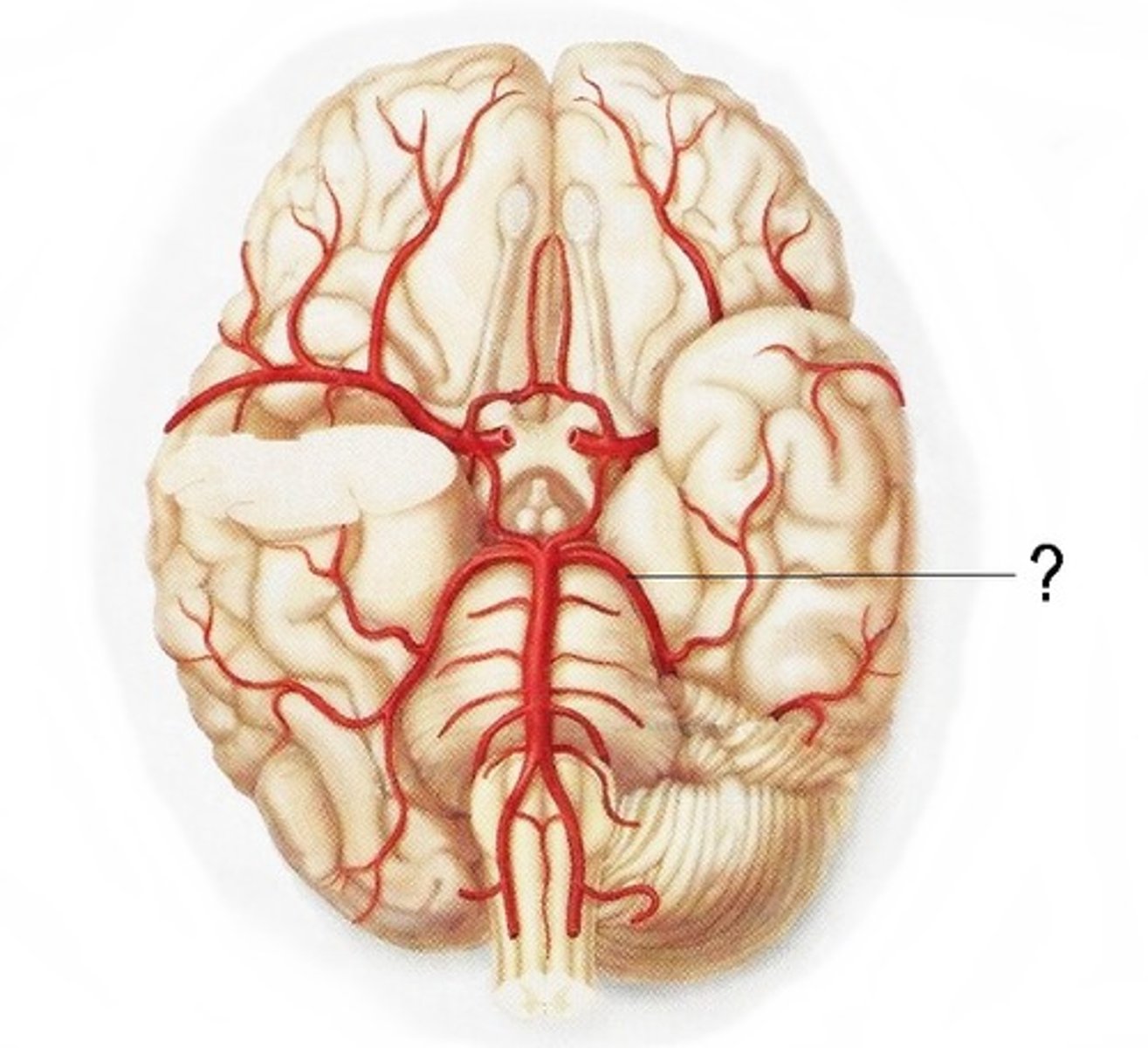<p>supply the occipital lobes plus the inferior and medial parts of the temporal lobes of the cerebral hemispheres</p>